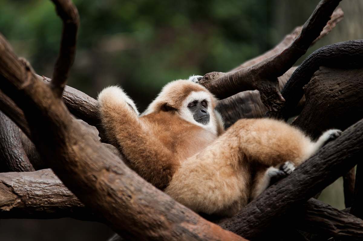omaha's henry doorly zoo and aquarium brown and white monkey on tree during daytime omaha